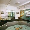 Auf dem Bild ist ein Raum des Urweltmuseums Aalen zu sehen.