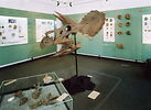 Auf dem Bild ist der Innenraum mit großem Saurierkopt des Urweltmuseums in Aalen zu sehen.